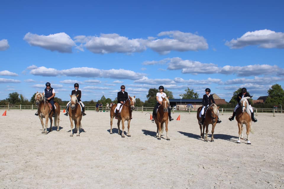 Championnat de France Haflinger chevaux d'utilisation